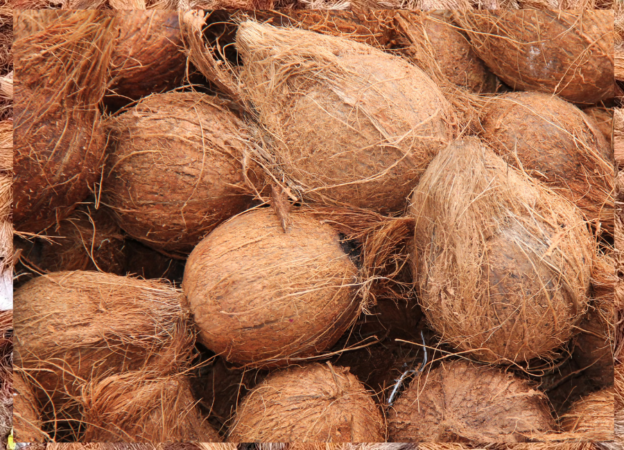 Husked Coconut supplier from Indonesia